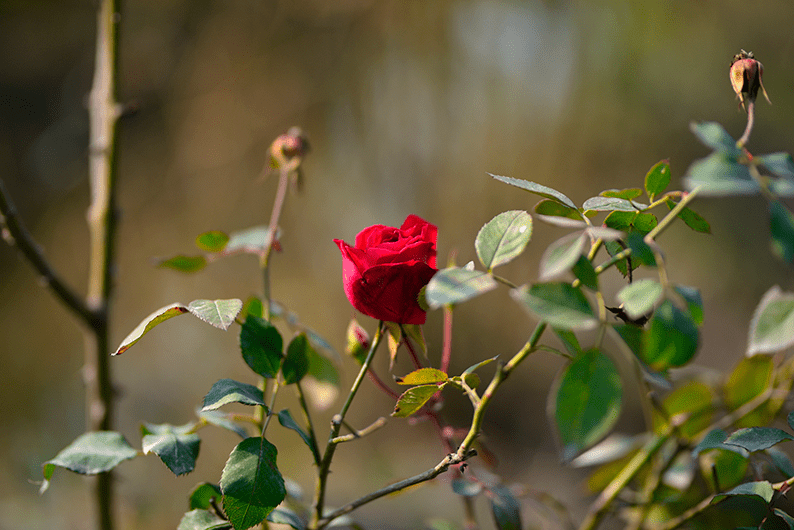10 Reasons Why Rose Plants Are Perfect for Your Garden Today