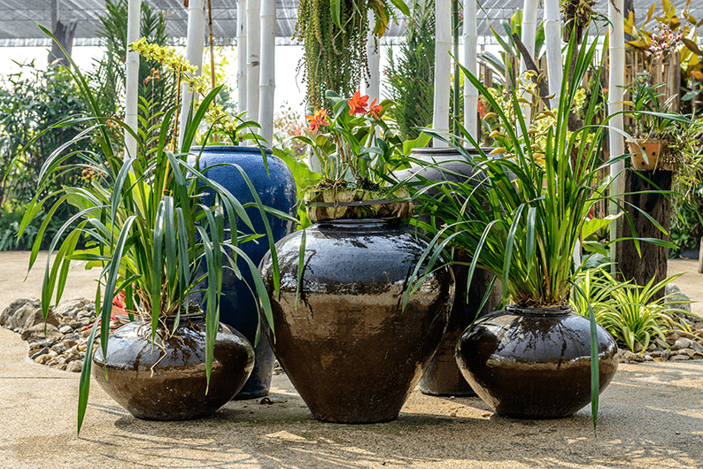 12 Beautiful Plants for a Cozy and Relaxing Yard Effortlessly