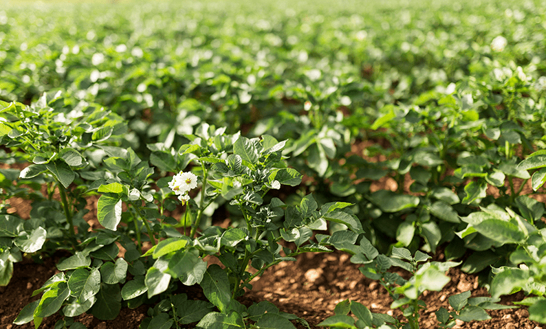 10 Powerful Ways to Build a Motivational Life with Gardencare