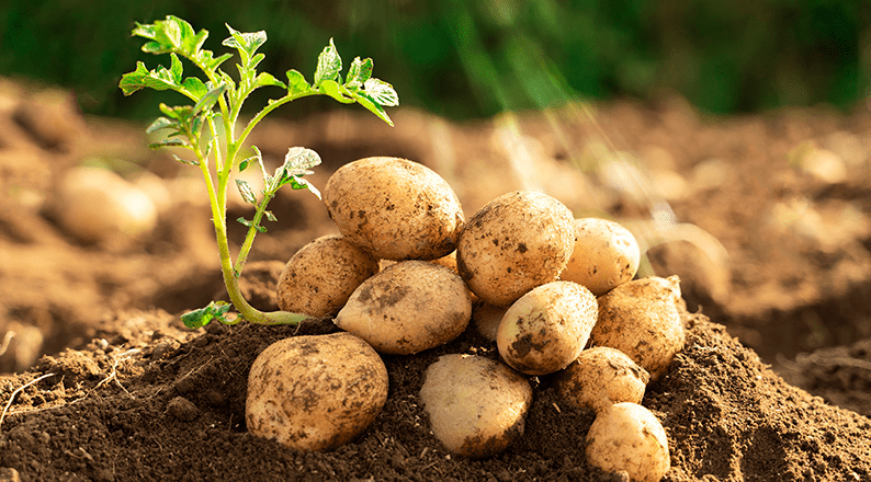 Fresh organic potato plants growing in a healthy agricultural field, showcasing vibrant green foliage and productive crop development.