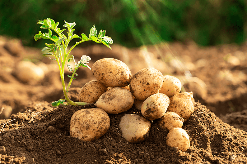 Fresh organic potato plants growing in a healthy agricultural field, showcasing vibrant green foliage and productive crop development.