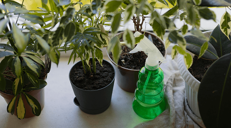 Person watering plants with a water bottle in a home garden, helping maintain healthy growth and vibrant greenery.