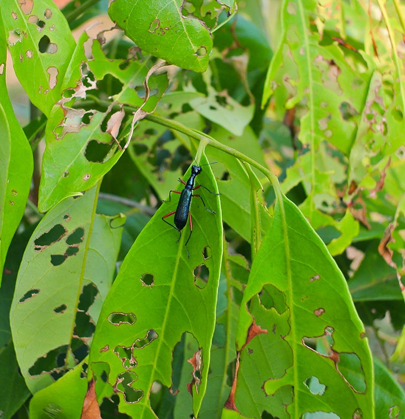 7 Proven Secrets to Eliminating Garden Pests Naturally: Protecting Your Crops Without Chemicals