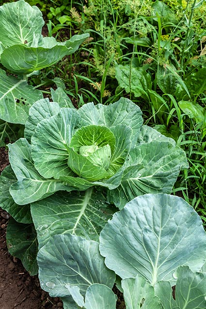 12 Best Cabbage Companion Plants for Big Harvests (and 5 to Avoid)