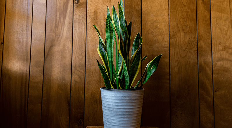 Houseplant with long green leaves growing in a decorative pot against a wooden wall with warm ambient lighting.