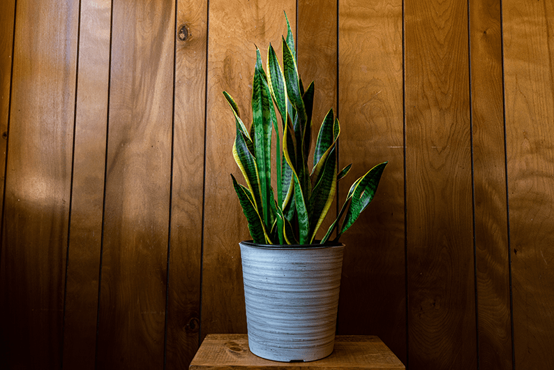 Houseplant with long green leaves growing in a decorative pot against a wooden wall with warm ambient lighting.