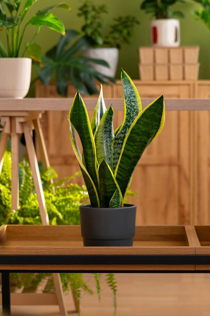 The Botanical Architecture of Light & Air: 5 Plants That Transform Indoor Ecosystems