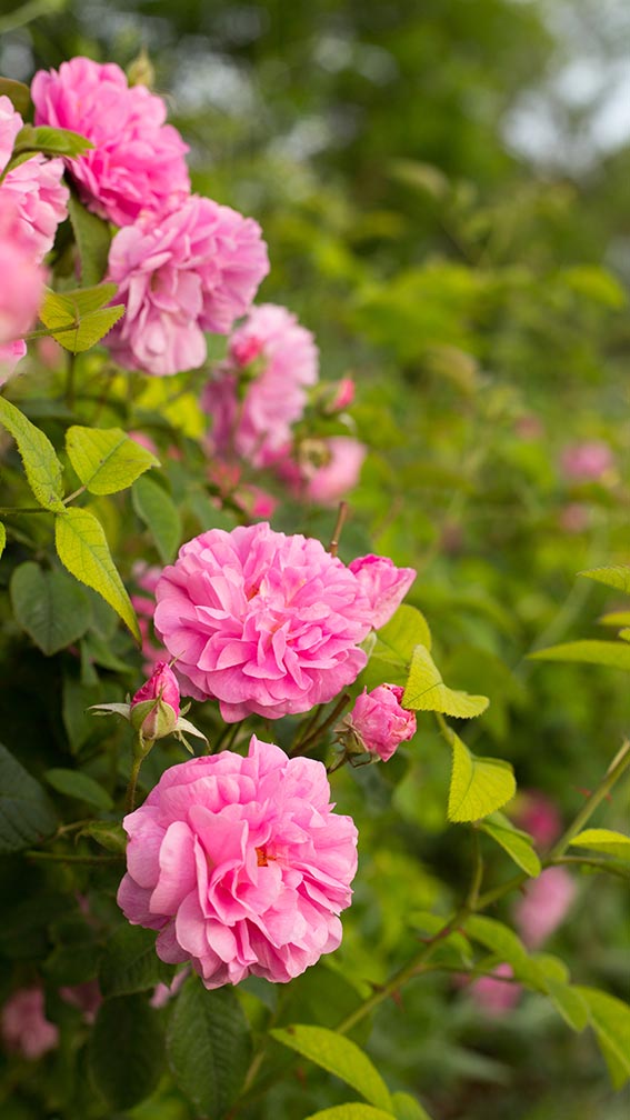 15 Alan Titchmarsh Top Garden Plants for Year-Round Color
