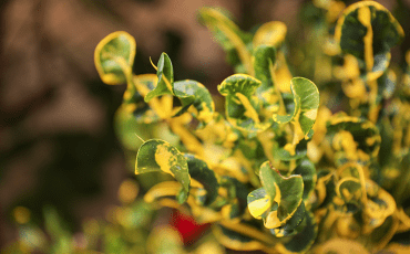 Plant with yellow and green variegated leaves arranged around the word "LOVE", creating a decorative and nature-inspired display.