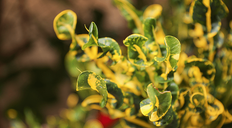 Plant with yellow and green variegated leaves arranged around the word "LOVE", creating a decorative and nature-inspired display.