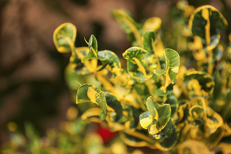 Plant with yellow and green variegated leaves arranged around the word "LOVE", creating a decorative and nature-inspired display.