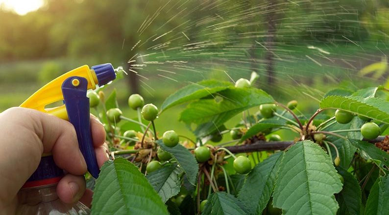 Gardener using a hand sprayer to protect ripening cherry tree branches from pests and insects as part of preventive garden care.