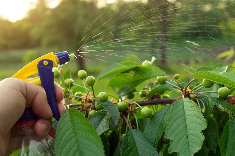 Gardener using a hand sprayer to protect ripening cherry tree branches from pests and insects as part of preventive garden care.