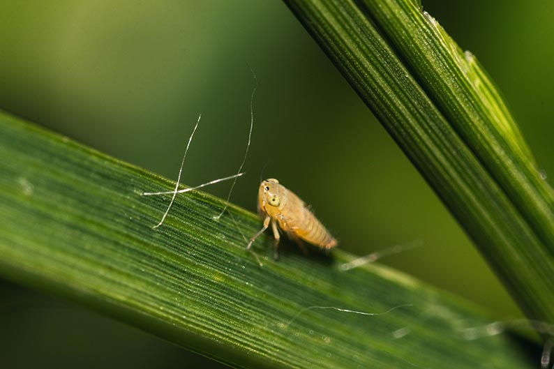 7 Proven Secrets to Eliminating Garden Pests Naturally: Protecting Your Crops Without Chemicals
