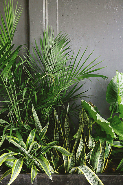 15 Easy Plants That Make Your Yard Look Beautiful Effortlessly