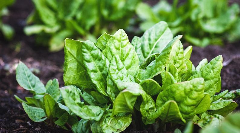 Healthy spinach plants growing in a vegetable garden, featuring vibrant green leaves and thriving home-grown produce.
