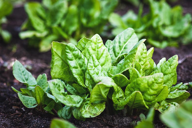 Healthy spinach plants growing in a vegetable garden, featuring vibrant green leaves and thriving home-grown produce.