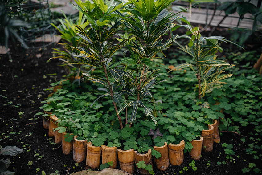 15 Easy Plants That Make Your Yard Look Beautiful Effortlessly