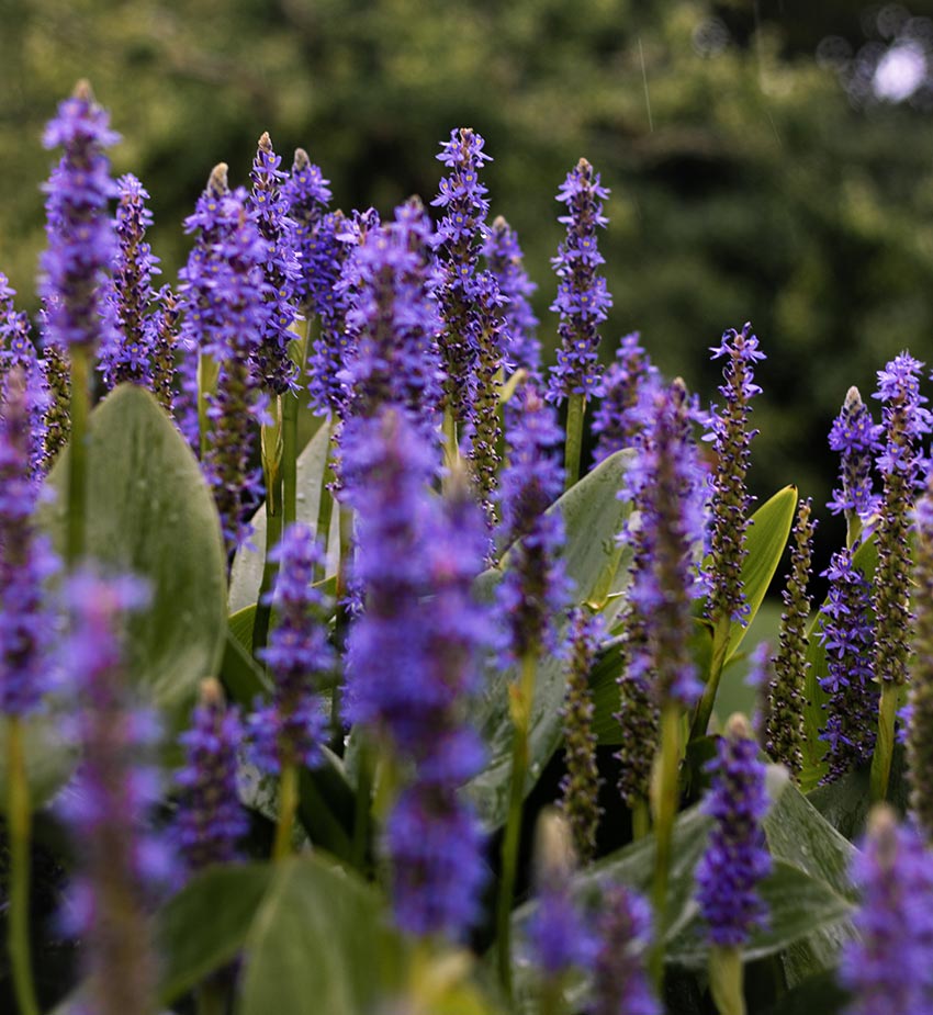 1 Ultimate Garden Meditation Guide for Peace and Stress Relief